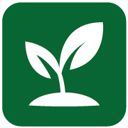 Seedling